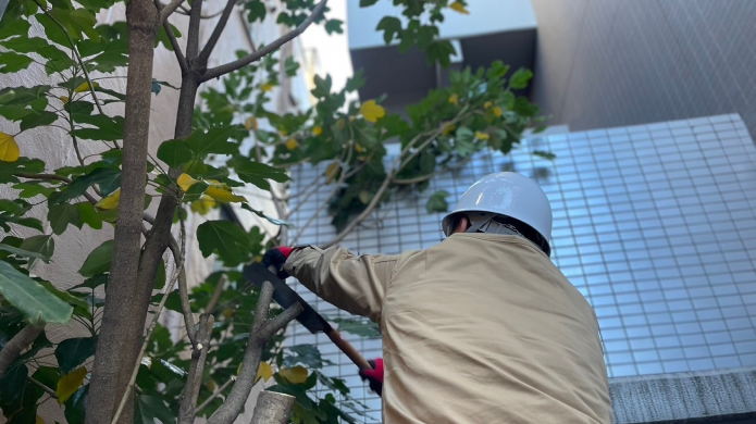植栽剪定のイメージ写真